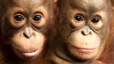 Auch jeder Einzelne kann einiges tun, um Orang-Utans zu schützen. (Foto: Jayaprakash Bojan/Borneo Orangutan Survival/dpa)
