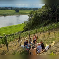 Genuss zwischen Reben: Picknick am Weinberg bei Dresden. (Foto: Ralf Johnen/dpa-tmn)