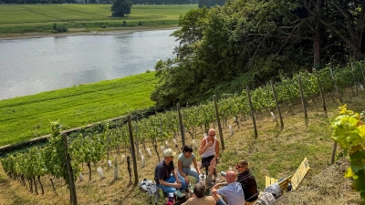 Genuss zwischen Reben: Picknick am Weinberg bei Dresden. (Foto: Ralf Johnen/dpa-tmn)