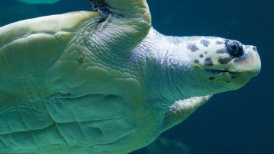 „Die Tatsache, dass die Brutzeit früher beginnt, deutet darauf hin, dass die Schildkröten sich anpassen, um die sehr hohen Temperaturen im Sommer zu vermeiden.“ (Foto: Stefan Sauer/dpa)