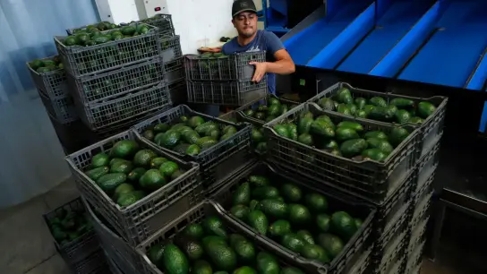 Die Drohung gegen einen US-Insekteur hat ernste Probleme bei den Importen von Avocados aus Mexiko aufgezeigt. (Foto: Armando Solis/AP/dpa)