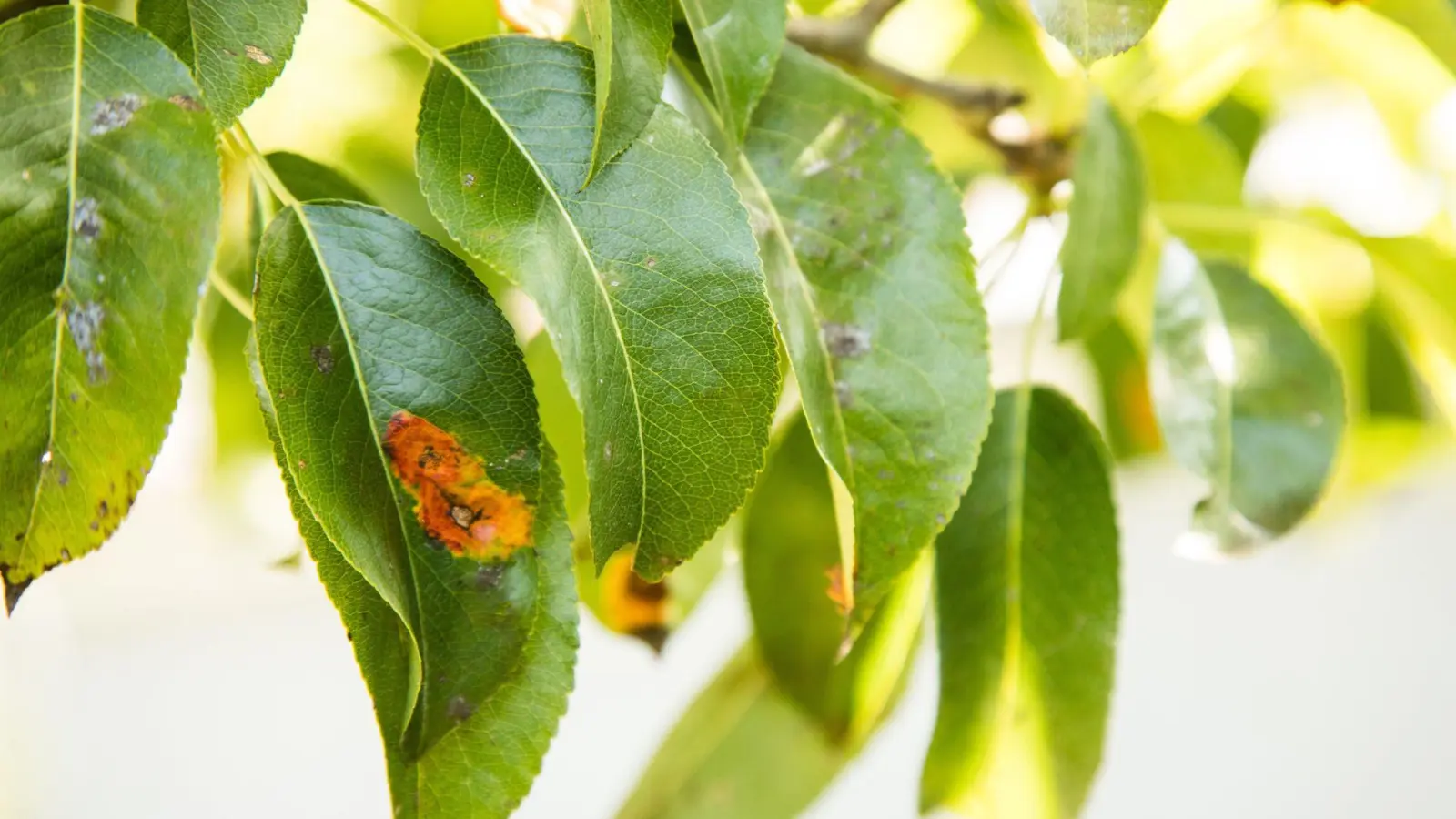 Pilzbefall erkennen: Weiße, rote oder braune Beläge auf Pflanzen deuten auf Pilzkrankheiten hin. (Foto: Christin Klose/dpa-tmn)