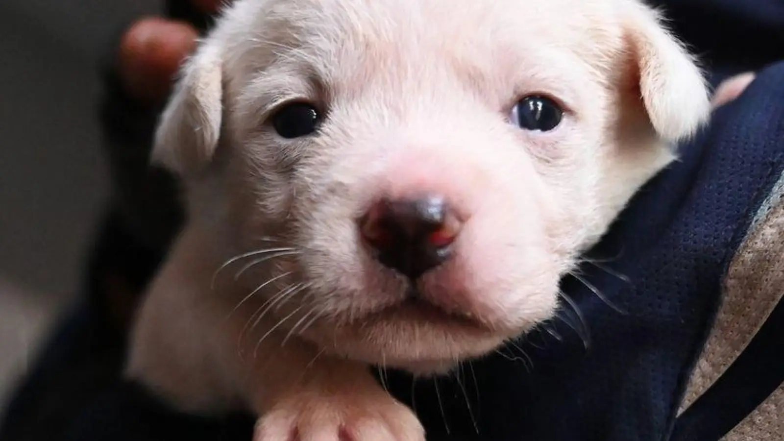 Welpen werden vielerorts in China teilweise auf der Straße verkauft.  (Foto: Johannes Neudecker/dpa)