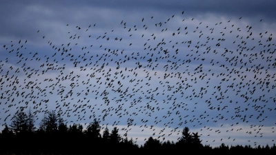 Die Stare sind bereits aus dem Süden zurück und lassen sich in geselligen Trupps blicken. (Archivbild) (Foto: Karl-Josef Hildenbrand/dpa)