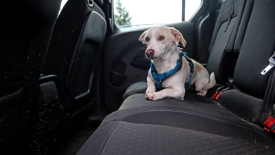 Eine Hundebesitzerin wurde vom Amtsgericht verurteilt, weil sie ihr Haustier mehr als 40 Minuten alleine im heißen Auto gelassen hatte. Unser Bild zeigt einen anderen Hund. (Symbolfoto: Jim Albright)