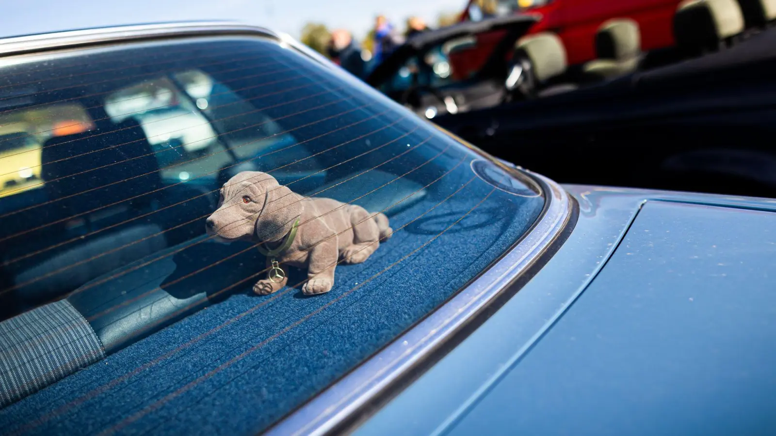 Seltenes Tier oder aussterbende Art? Der Wackeldackel versieht laut einer Umfrage in rund zwei Prozent der Autos in Deutschland seinen treuen Dienst. (Foto: Moritz Frankenberg/dpa/dpa-tmn)