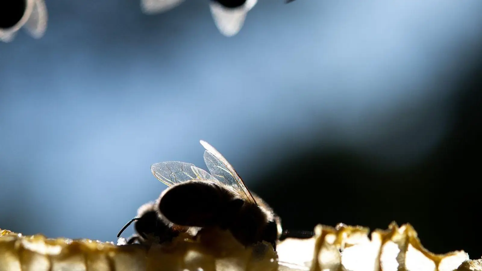 Honigbienen sitzen auf einer Wabe. (Foto: Sebastian Gollnow/dpa/Archivbild)