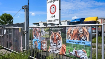 Pfleger nach Tigerangriff nahe Leipzig gestorben. (Archivbild) (Foto: Heiko Rebsch/dpa)