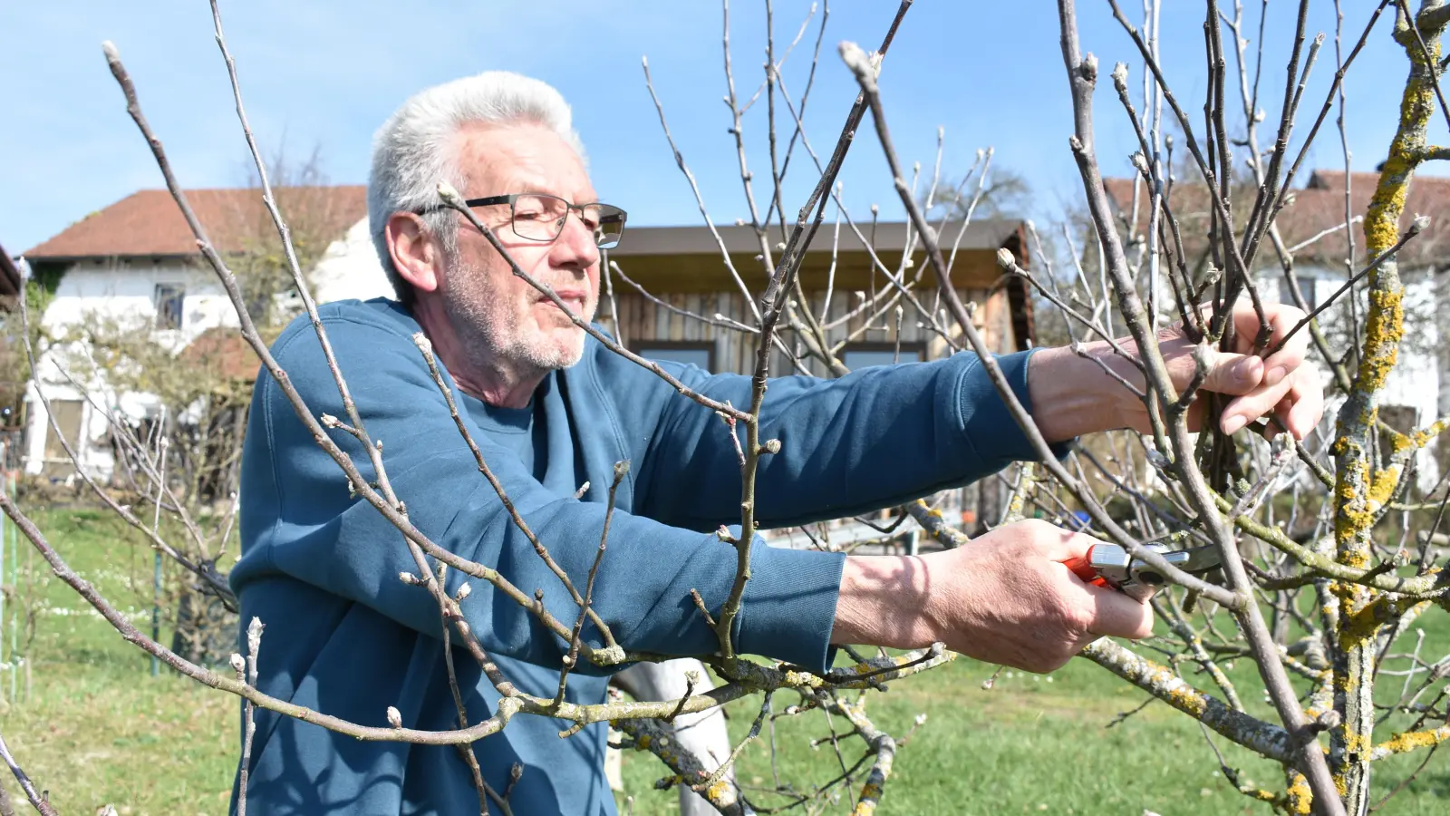Friedrich Pickel schneidet nicht nur seine eigenen Bäume. Er bietet auch Kurse für interessierte Mitbürgerinnen und Mitbürger an. (Foto: Ute Niephaus)