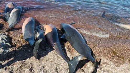 Auf diesem vom „Red de Varamientos“ zur Verfügung gestellten Bild sind mehrere tote Delfine am Strand El Califin zu sehen. (Foto: ---/Red de Varamientos/dpa)
