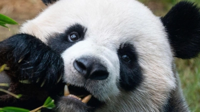 Riesenpandas locken in Zoos viele Besucher an, auch weil sie als besonders niedlich gelten. (Archivbild) (Foto: Chan Long Hei/AP/dpa)