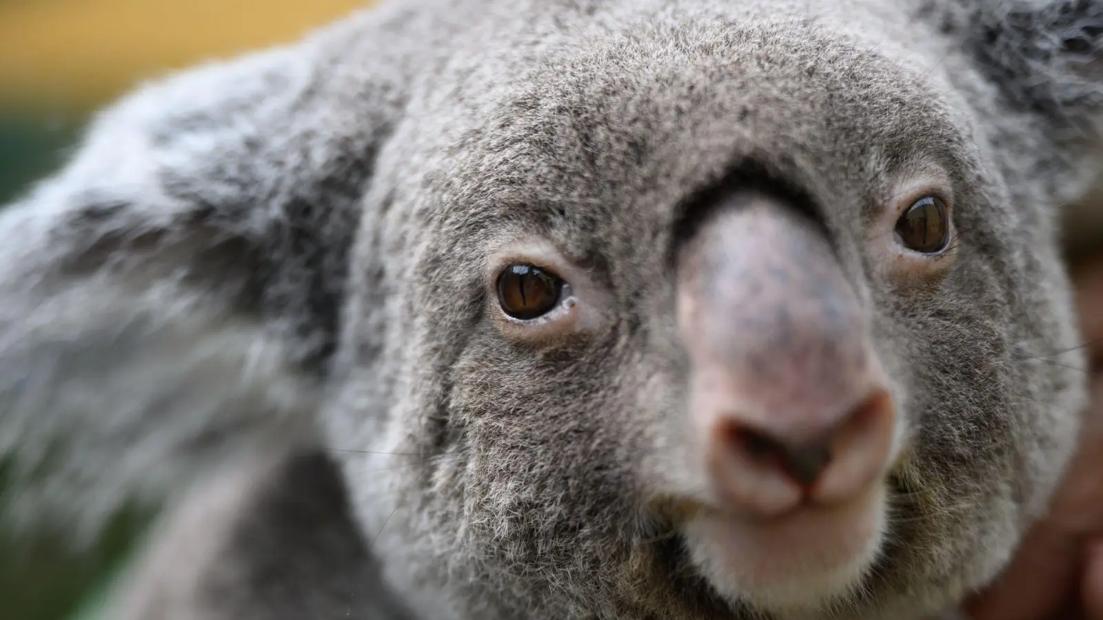 Koalas sind vielerorts in Australien stark bedroht. (Archivbild) (Foto: Robert Michael/dpa)