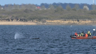 Am Dienstag wurde die Rettungsaktion am frühen Abend vorerst beendet, um dem Wal Ruhe zu gönnen. (Archivbild) (Foto: Stefan Sauer/dpa)