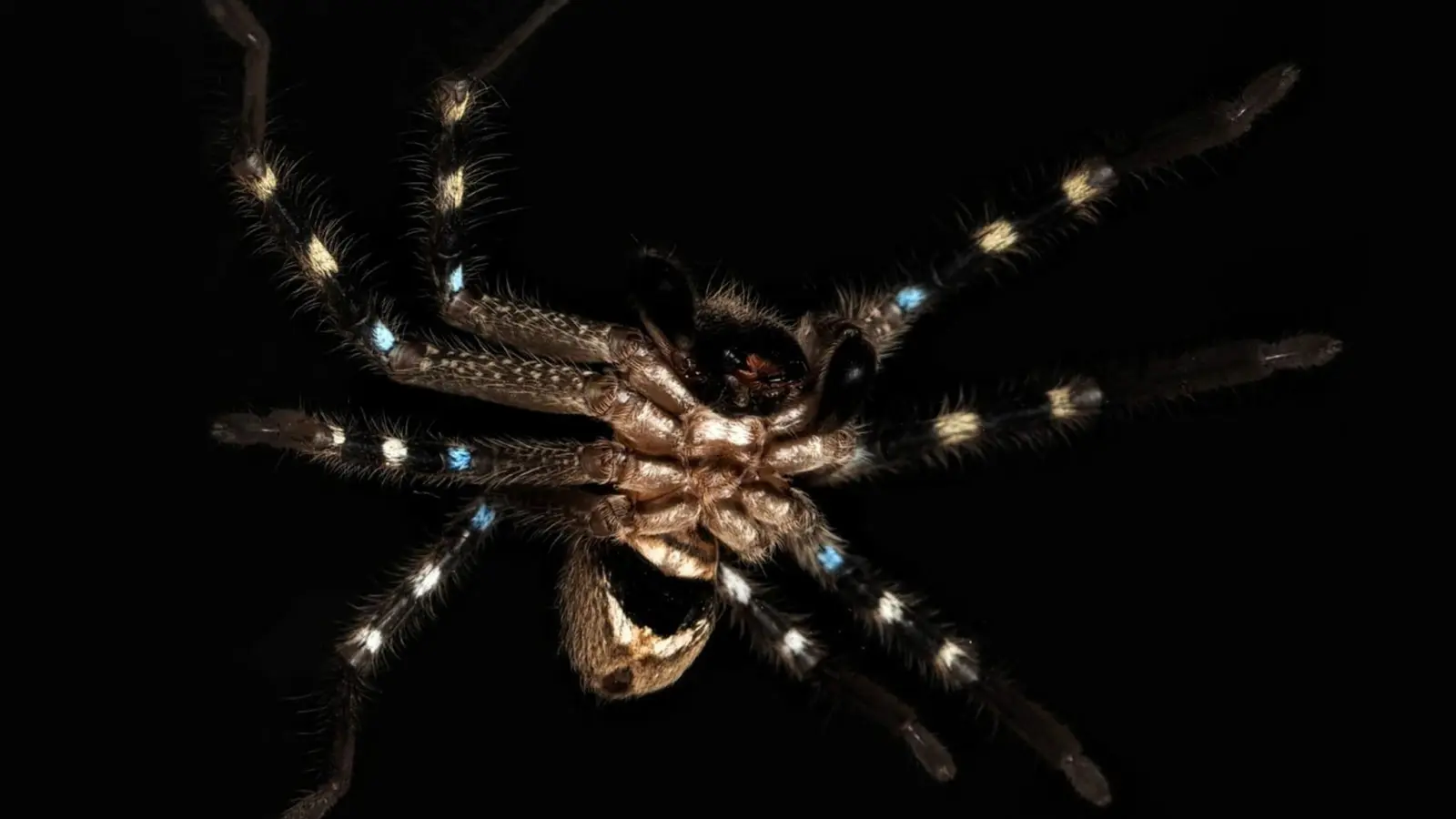 Die undatierte Aufnahme zeigt eine Huntsman-Spinne (Riesenkrabbenspinne), die sich wie ein Krieger tarnt und zur Gattung Neosparassus gehört. (Foto: J Schubert/AAP/dpa/Handout)