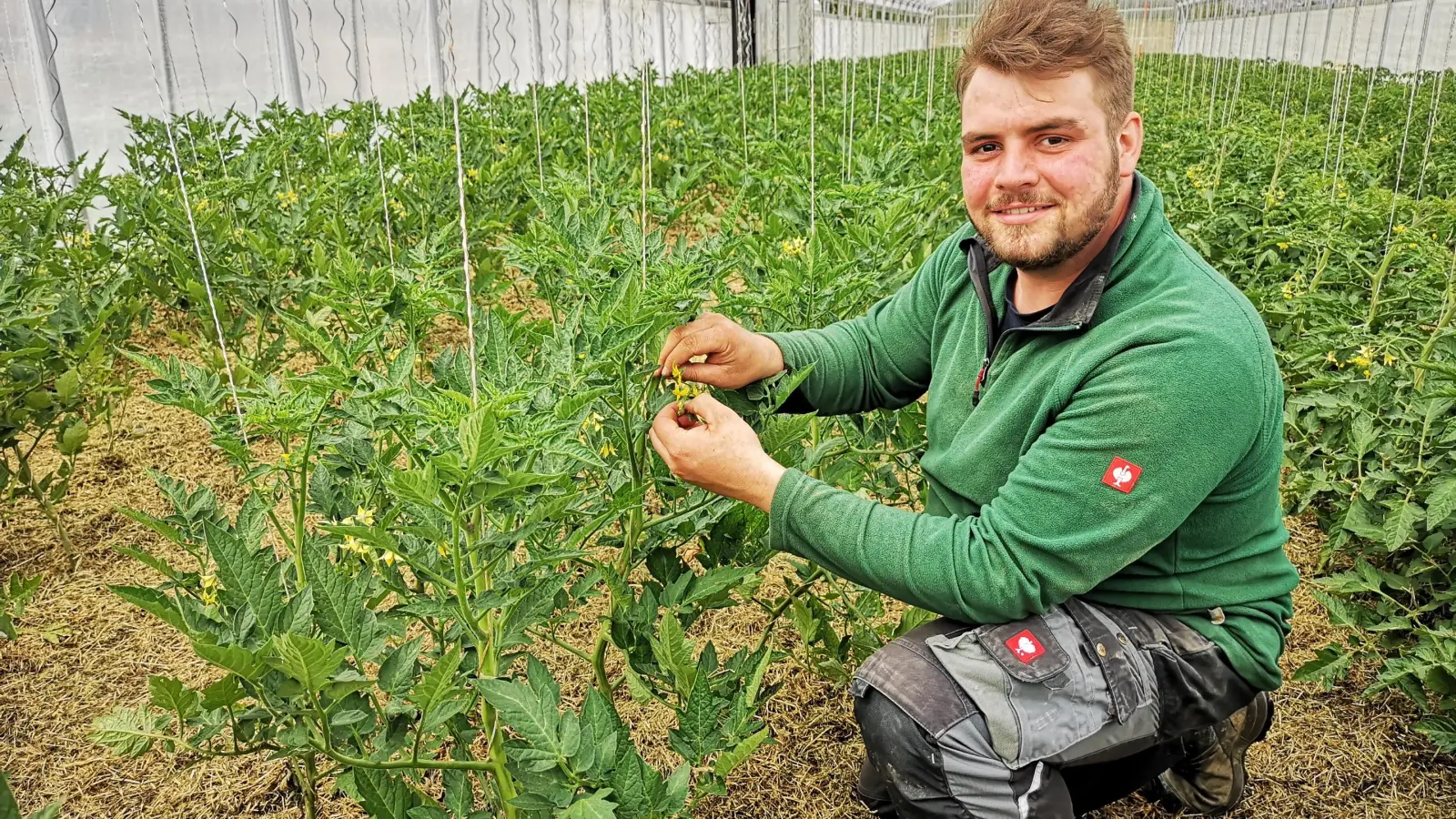Zwischen seinen zahlreichen Aktivitäten in Sachen Festspiel muss Sebastian Baumann auch in den Tagen vor Pfingsten seinen Betrieb am Laufen halten. Das Foto zeigt den 25-Jährigen in einem der Gewächshäuser bei der Pflege von Tomatenpflanzen. (Foto: Jürgen Binder)