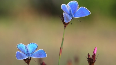 Himmelblauer Bläuling (Foto: Stefan Masur, LBV Bildarchiv)