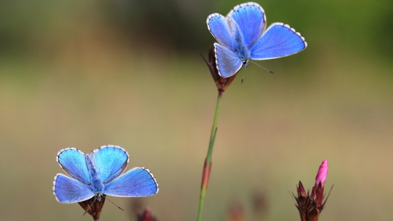 Himmelblauer Bläuling (Foto: Stefan Masur, LBV Bildarchiv)