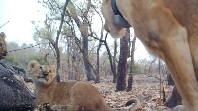 Eine Löwenmama mit ihren Babys. (Foto: -/Panthera/DPN/Everatt/dpa)