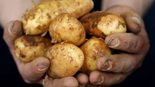 Frühkartoffeln haben eine dünne Schale und einen geringeren Stärkeanteil. (Foto: Martin Gerten/dpa/dpa-tmn/Archivbild)