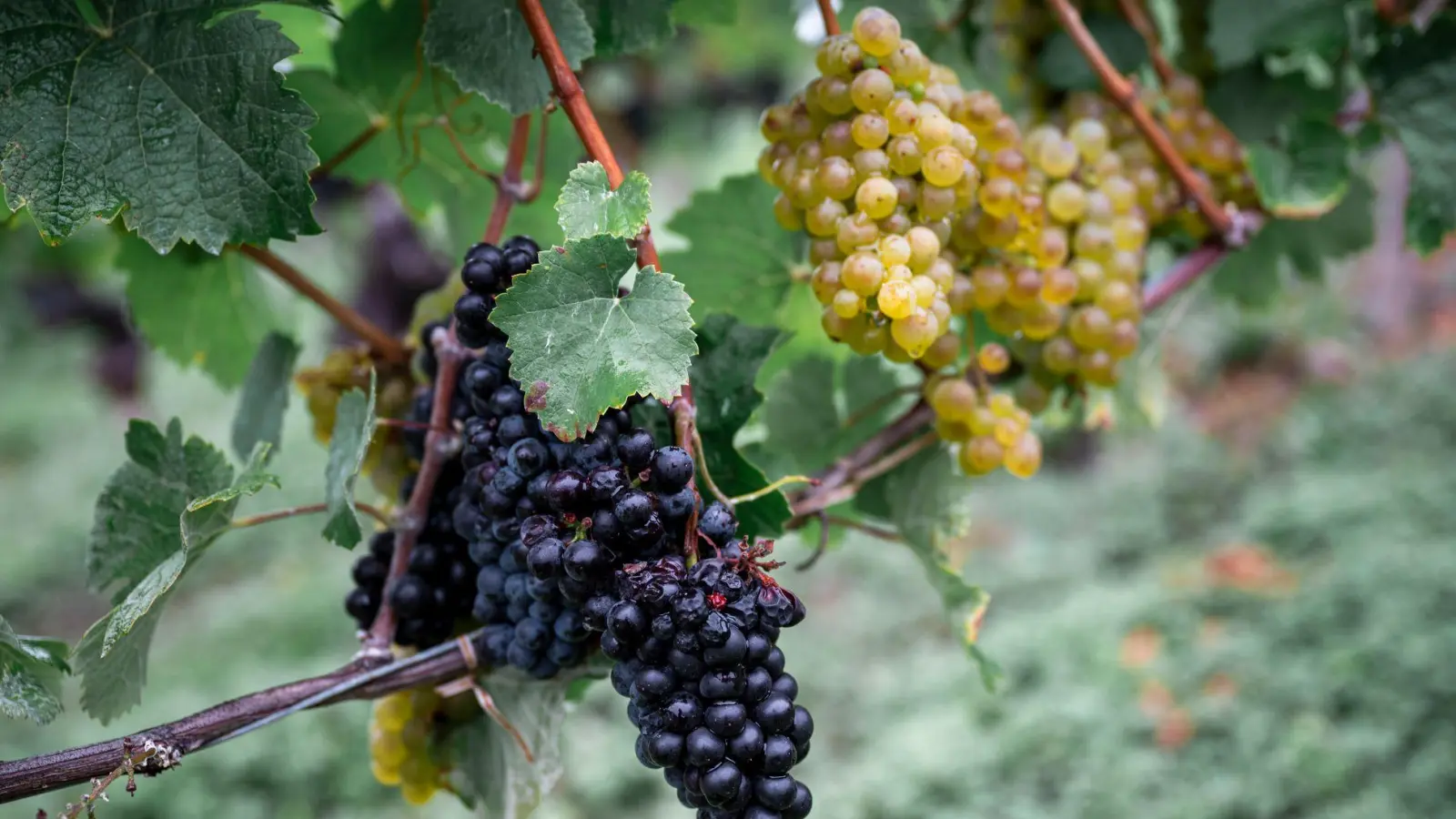 Die Weinernte fällt geringer aus als zu Beginn erwartet. (Archivbild) (Foto: Daniel Vogl/dpa)