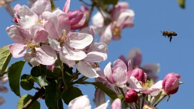 Eine Biene fliegt die Apfelblüten in Mecklenburg-Vorpommern an. (Foto: Bernd Wüstneck/dpa)