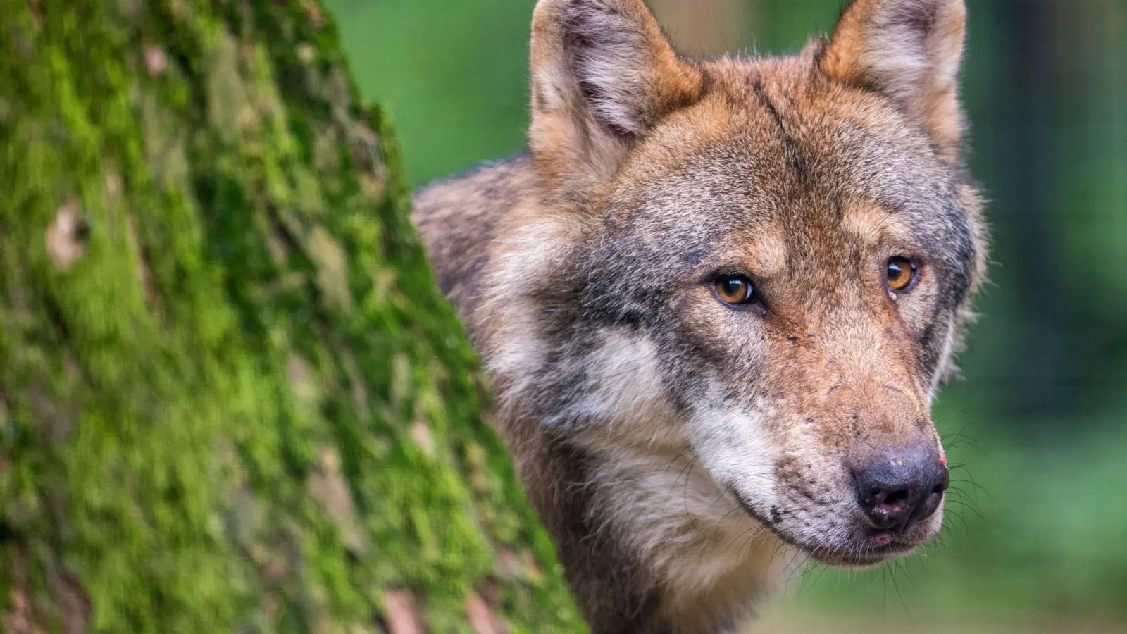Ein Wolf schaut in einem Wildpark hinter einem Baum hervor. (Foto: Lino Mirgeler/dpa)