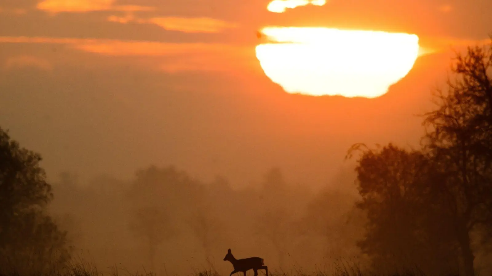 Noch ist es ganz idyllisch - doch wehe, Wild will die Straßenseite wechseln und Autofahrer können nicht mehr rechtzeitig reagieren. (Foto: Julian Stratenschulte/dpa/dpa-tmn)