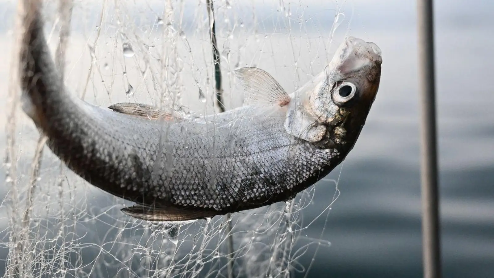 Ein Felchen hängt im Netz, das Fischer Chary Liebsch eingeholt hat. (Foto: Felix Kästle/dpa/Archivbild)