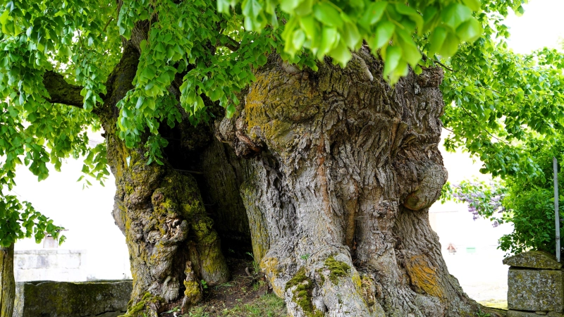 Der Stamm hat einen Umfang von rund neun Metern. Seine Risse, Spalten und Knoten erzählen viele Geschichten. (Foto: Simone Hedler)