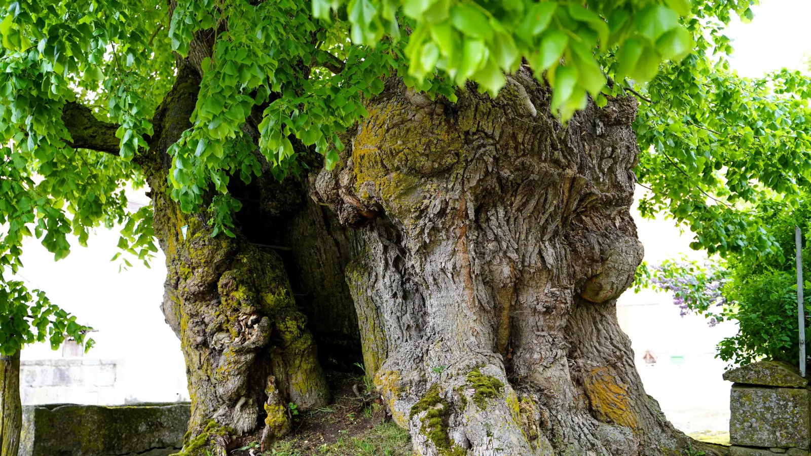 Der Stamm hat einen Umfang von rund neun Metern. Seine Risse, Spalten und Knoten erzählen viele Geschichten. (Foto: Simone Hedler)