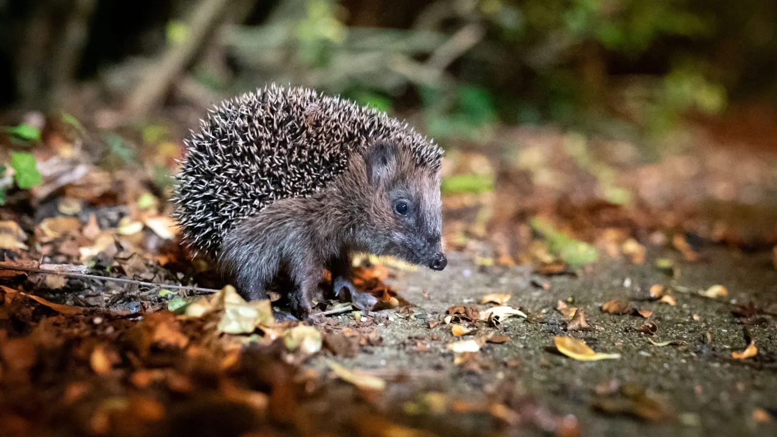 Auf der Suche nach Schutz und Nahrung: Gartenbesitzer können Igel im Herbst unterstützen. (Foto: Jonas Walzberg/dpa/dpa-tmn)
