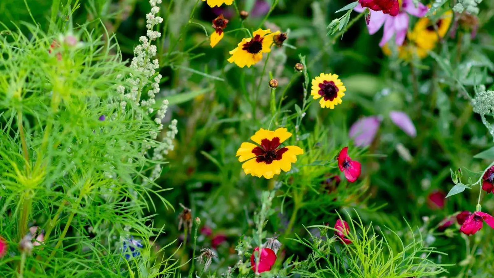 Blühende Pracht im Garten: Wer sich das wünscht, kann mit Samenbomben nachhhelfen. (Foto: Hauke-Christian Dittrich/dpa)