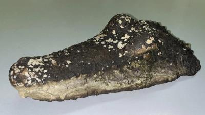 Eine täuschend echte Krokodil-Attrappe löste am Waldweiher bei Pfaffenhofen einen Polizeieinsatz aus. (Foto: -/Polizeiinspektion Pfaffenhofen a.d.Ilm/dpa)