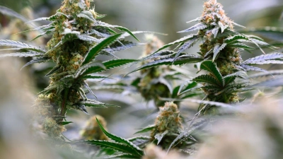 15 Cannabispflanzen fanden Beamte bei einem jungen Mann in der Wohnung. (Symbolbild) (Foto: Hendrik Schmidt/dpa)
