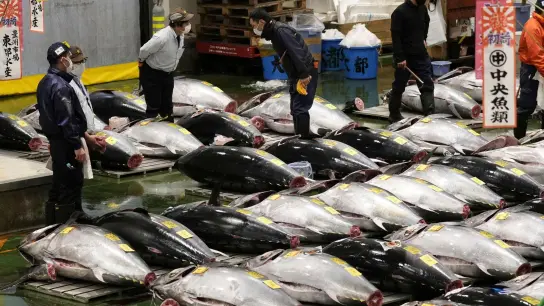 Kaufinteressenten auf dem Toyosu-Markt begutachten vor der ersten Auktion des Jahres frischen Thunfisch. (Foto: Uncredited/Kyodo News/dpa)