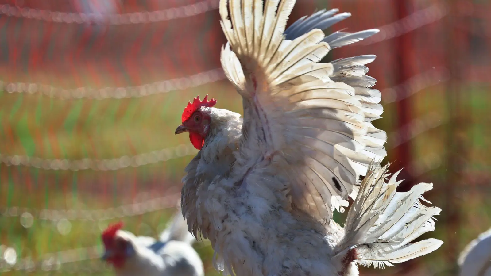 Im Freistaat ist die Zahl der Hühnerhaltungen gestiegen. (Archivbild) (Foto: Karl-Josef Hildenbrand/dpa)