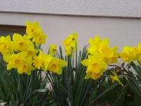 Osterglocken trotzen dem Regen - gesehen in Hechelbach (Foto: Ingrid Schwarz)