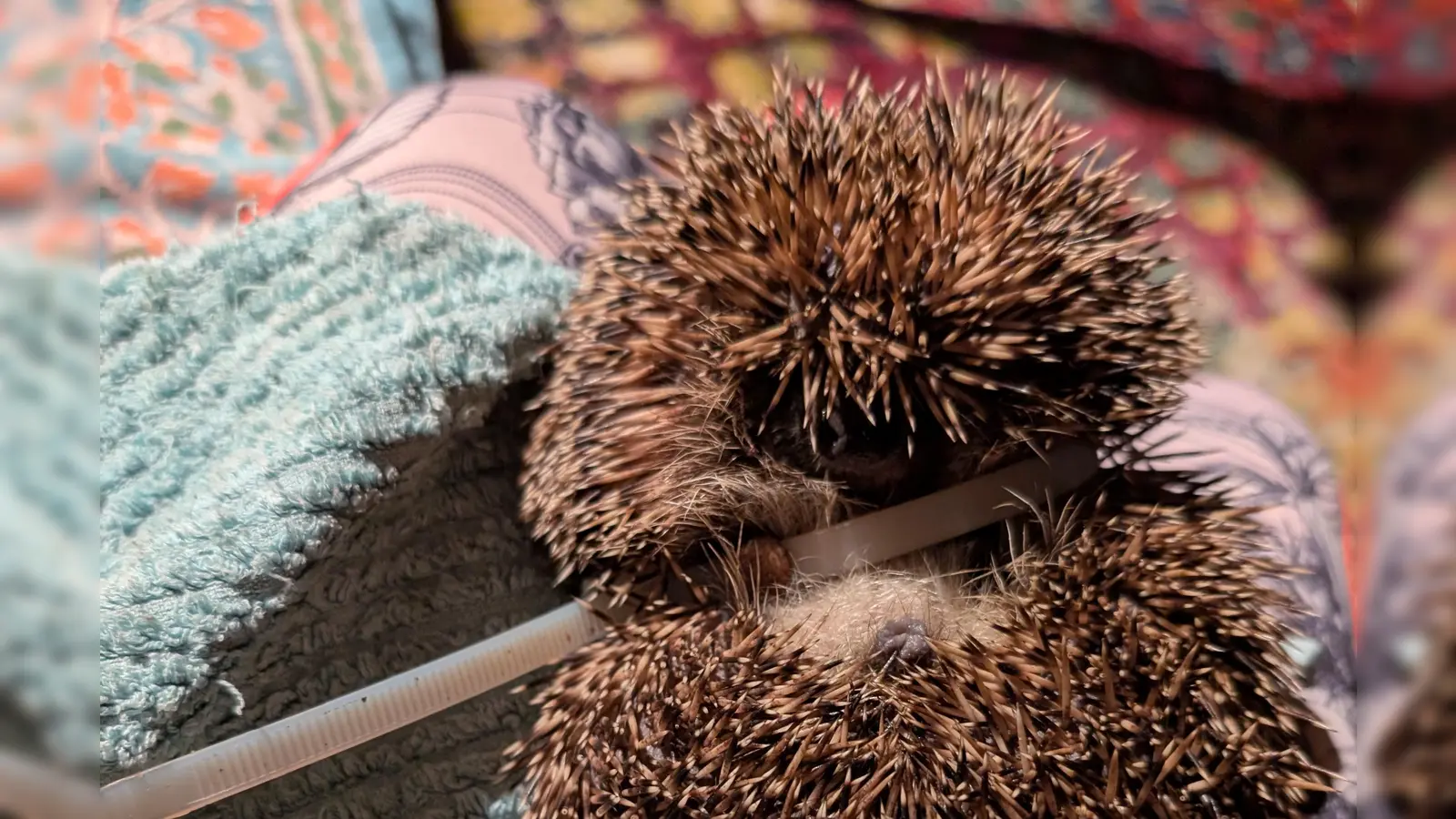 Der Igel wurde mit einem zugezogenen Kabelbinder um den Körper gefunden. Er konnte schnell wieder freigelassen werden. (Foto: Peta Deutschland)