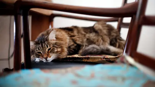 Katzensenioren sollten einen ruhigen, weichen und warmen Platz haben, an dem sie schlafen und an den sie sich zurückziehen können. (Foto: Ina Fassbender/dpa-tmn)