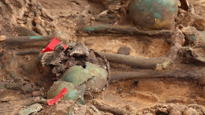 Menschliche Überreste liegen in einem der größten in Deutschland entdeckten Pestgräber. Die Skelette wurden bei Bauarbeiten auf der Baustelle für ein neues Altenheim entdeckt. (Foto: Daniel Löb/dpa)