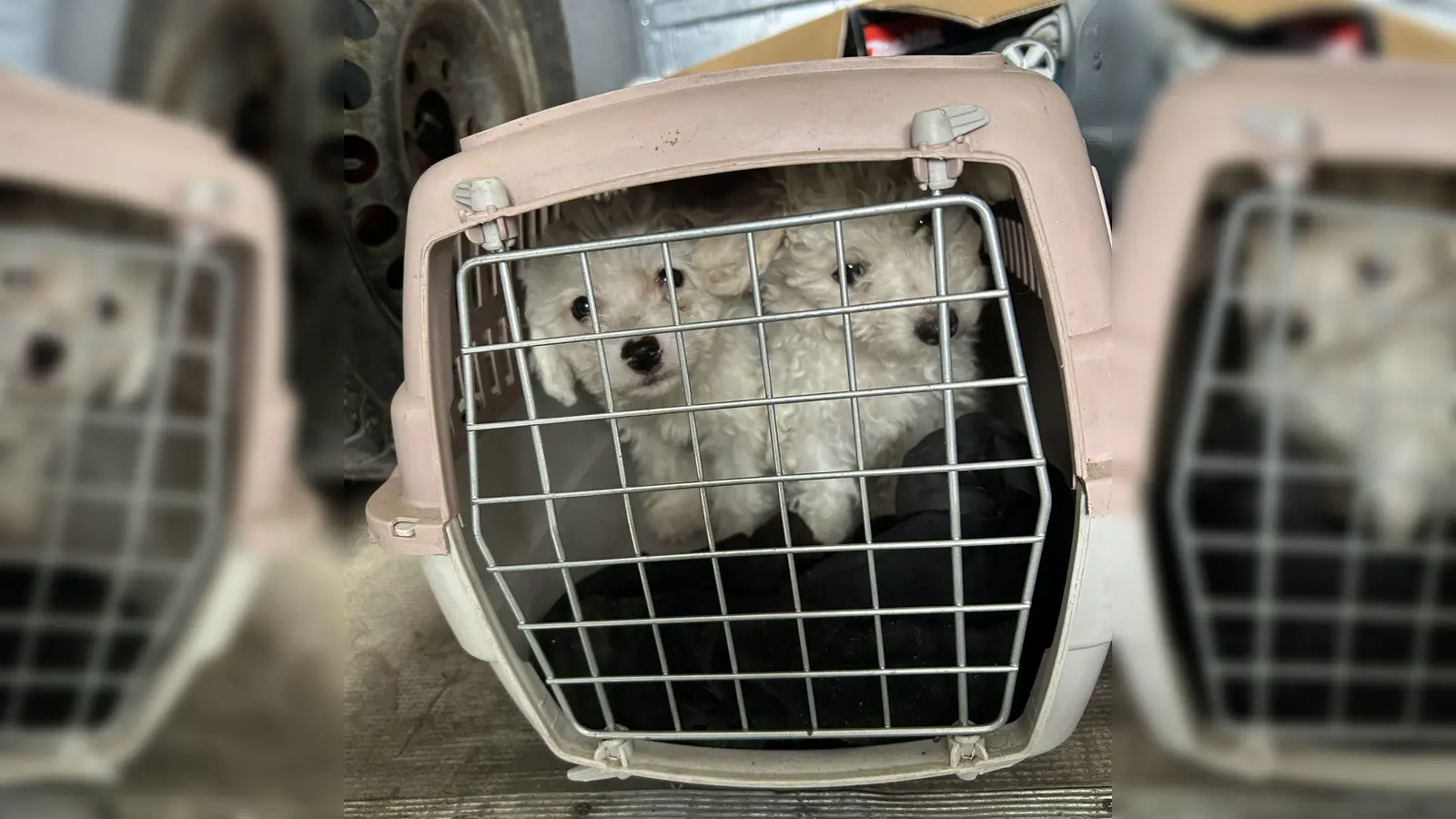 Die Tiere steckten in viel zu kleinen Boxen. (Foto: -/Hauptzollamt Augsburg/dpa)