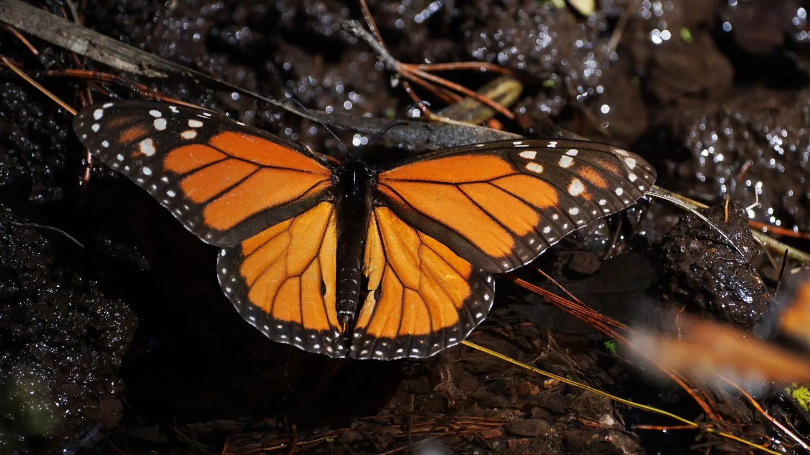 Monarchfalter wandern jedes Jahr zwischen Kanada, den USA und Mexiko. (Archivbild) (Foto: Marco Ugarte/AP/dpa)