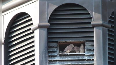 Seit Jahren existiert im großen Turm der Luitpoldschule ein Nistkasten. Dieser wird regelmäßig von Turmfalken genutzt, um ihren Nachwuchs aufzuziehen. (Foto: Jenny Weid)
