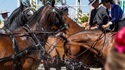 Pferde trinken trinken auf der heißen Aprilmesse in Sevilla Wasser. (Foto: Eduardo Briones/EUROPA PRESS/dpa)