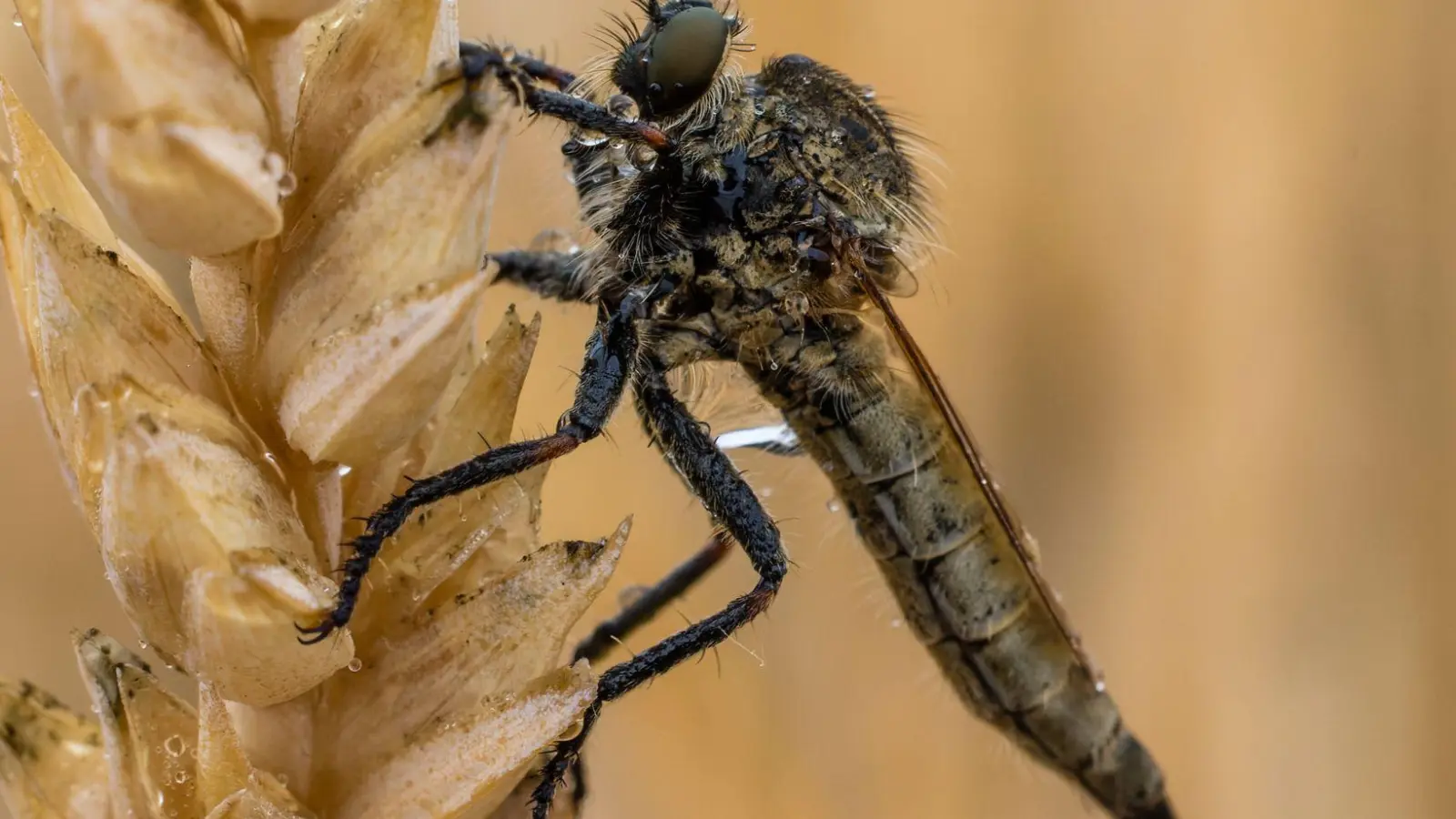 Eine Gemeine Raubfliege ist beim Ausflug ins Weizenfeld im brandenburgischen Kolkwitz nass geworden (Foto: Frank Hammerschmidt/dpa)