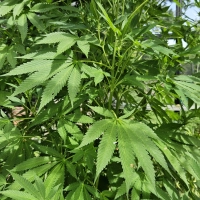 Eine 64-jährige Frau aus Ansbach besaß mehrere Cannabisprodukte, -pflanzen und -samen.  (Symbolbild: Wolfgang Grebenhof)