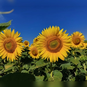 Sonnenblumen in der Morgensonne - gesehen bei Petersaurach (Foto: Georg Link)
