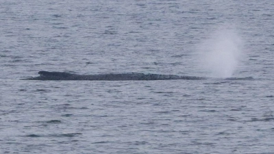 Der Zustand des gestrandeten Wals vor der Insel Poel ist unverändert. (Archivbild) (Foto: Marcus Golejewski/dpa)