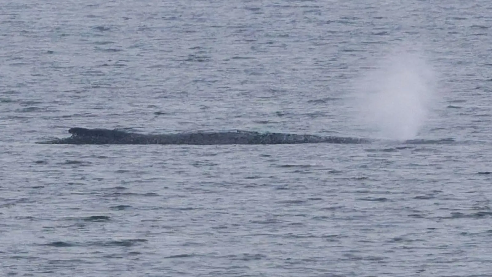 Der Zustand des gestrandeten Wals vor der Insel Poel ist unverändert. (Archivbild) (Foto: Marcus Golejewski/dpa)
