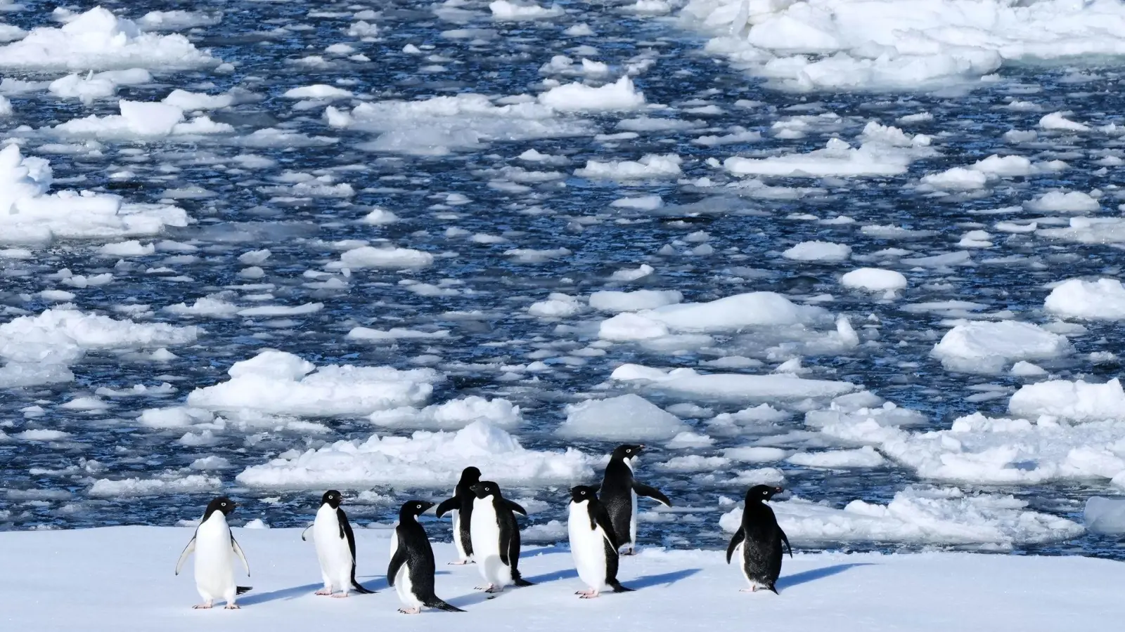 Die Dokumentation von Werner Herzog, in der ein anderer Pinguin vorkommt, ist von 2007. (Symbolbild) (Foto: Mark Baker/AP/dpa)